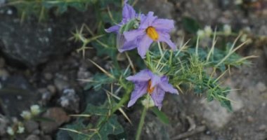 Solanum virginianum 'a yakın çekim. Sarı meyve itüzümü. Kantakari. Hint itüzümü.