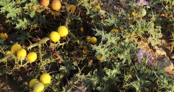 Gros Plan Solanum Virginianum Morelle Aux Fruits Jaunes Kantakari Nuisette — Video