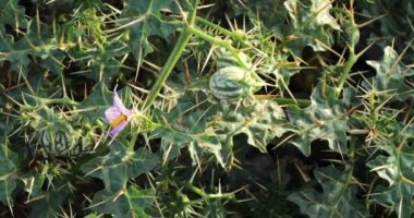 Solanum virginianum 'a yakın çekim. Sarı meyve itüzümü. Kantakari. Hint itüzümü.