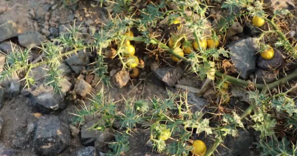Closeup Solanum Virginianum Yellow Fruit Nightshade Kantakari Indian Nightshade — Stock Video