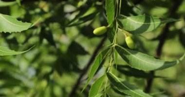 Neem ağacındaki meyveden. Nim ağacı.