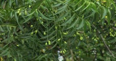 Neem ağacındaki meyveden. Nim ağacı. Margosa.