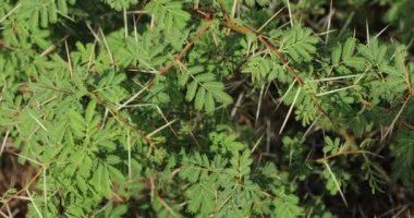 Sakız arap ağacına yakın çekim. Vachellia nilotica.