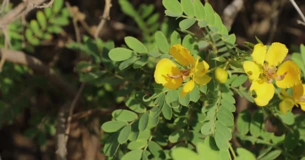 Closeup Senna Auriculata Matura Tea Tree Avaram Ranawara — Stock Video