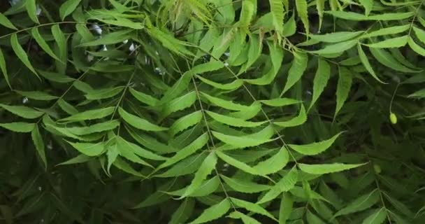 Κοντινό Πλάνο Φύλλων Δένδρου Neem Νιμόδεντρο — Αρχείο Βίντεο