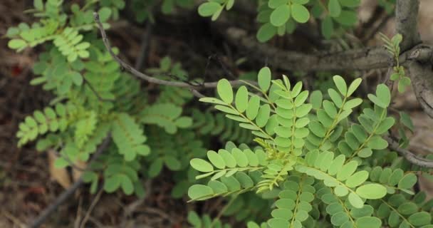 Senna Auriculata Planta Primer Plano Árbol Matura — Vídeos de Stock