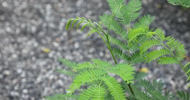 Leucaena Leucocephala植物の閉鎖 鉛の木 — ストック動画