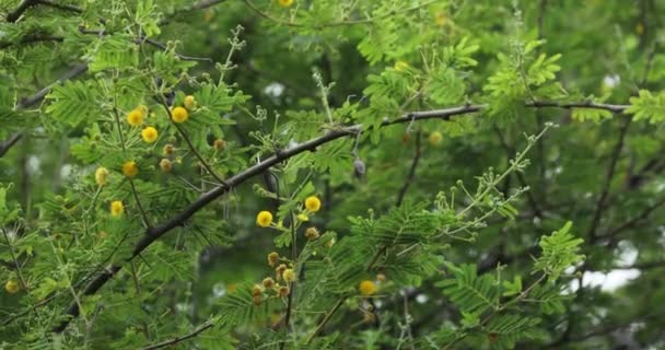 Goma Arábica Árvore Closeup Vachellia Nilotica — Vídeo de Stock