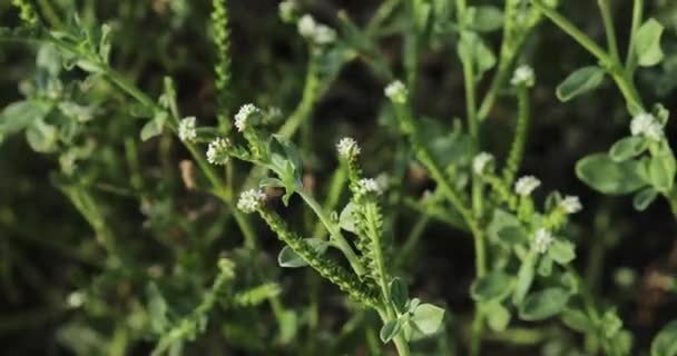 Heliotropium Plant Closeup Green Plant Nature — Stock Video