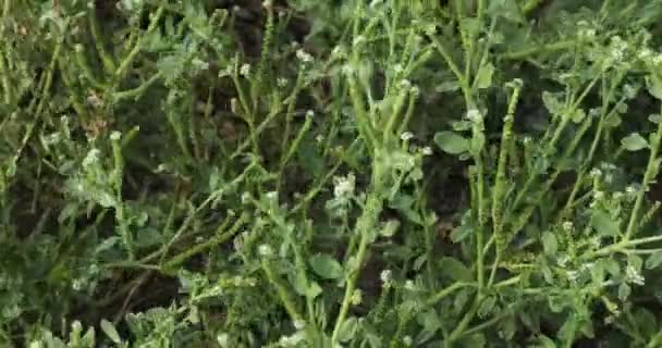 Primer Plano Planta Heliotropio Planta Verde Naturaleza — Vídeos de Stock