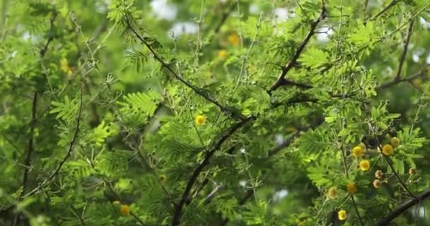 Gumowe Arabskie Zbliżenie Vachellia Nilotica — Wideo stockowe