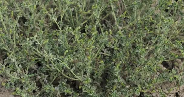 自然界のヘリオトロピウム植物 自然乾燥植物 — ストック動画