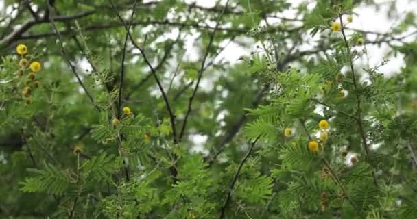 Goma Arábica Árvore Closeup — Vídeo de Stock