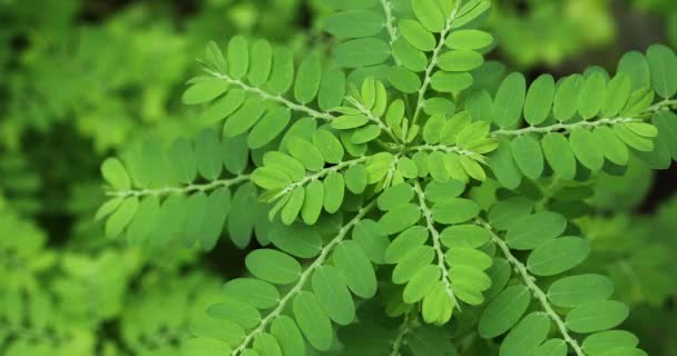 Phyllanthus Niruri Растение Крупным Планом Шторм Ветра Стоунбрейкер Семена Листвой — стоковое видео