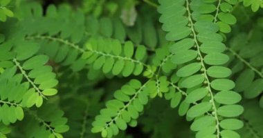 Phyllanthus niruri leaf closeup. Gale of the wind. Stonebreaker. Seed under leaf. 
