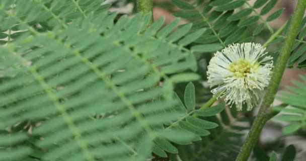 Leucaena Leucocephala Kukka Lähikuva Jokitamarindi — kuvapankkivideo