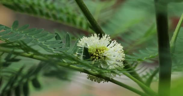 Leucaena Leucocephala Kwiat Zbliżenie Tamaryndowiec — Wideo stockowe