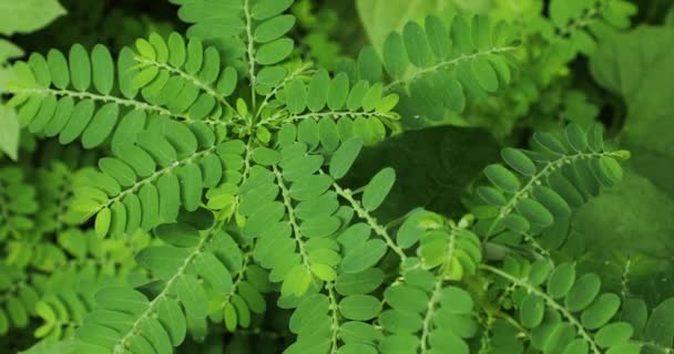 Phyllanthus Niruri Növény Közelkép Szél Szele Kőtörő Vetőmag Levél Alatt — Stock videók
