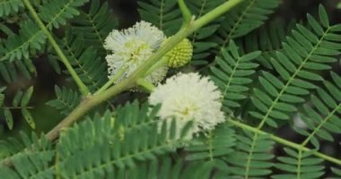 Leucaena löcocephala fabrikası. Yakın plan.. 