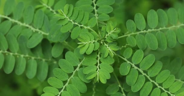 Zbliżenie Roślin Phyllanthus Niruri Zielona Roślina Przyrodzie — Wideo stockowe