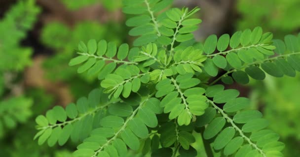 Phyllanthus Niruri Растение Крупным Планом Зеленые Растения Природе — стоковое видео