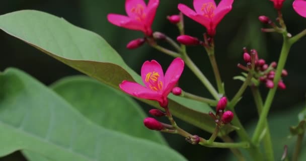 Рожева Квітка Рослини Ятрофа — стокове відео