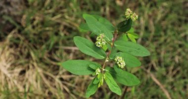 Bahçedeki Euphorbia hiperikolia bitkisi. Zarif spurge ve Golden spurge bu bitkinin yaygın isimleridir..