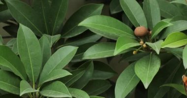 Sapodilla ağacına yakın çekim. Chicozapote, Chicle, Naseberry ve Nispero bu ağacın yaygın isimleridir..