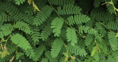 Demirhindi yapraklarını yakın plan bırakır. Tamarindus indica.