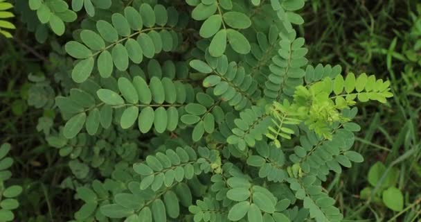 Senna Auriculata Green Leaves Closeup — Stock Video