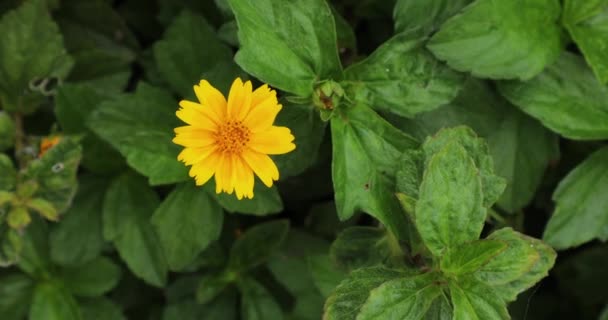 정원에서 노란색 꽃입니다 데이지 중이야 메리골드 싱가포르 데이지 비스케인 크리핑 — 비디오