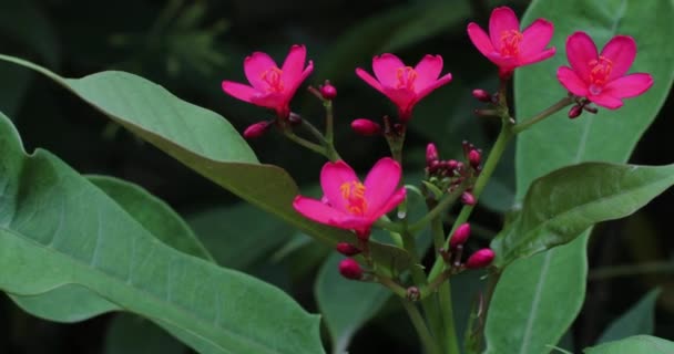 Рожеві Квіти Квітка Джатрофа Крупним Планом — стокове відео