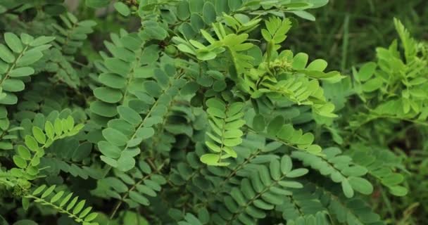 Senna Auriculata Plant Garden — Stock Video