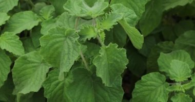 Hiptis suaveolens veya Mezosphaerum suaveolens bahçeye bitki.