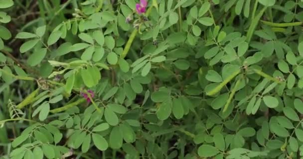 Tephrosia Purpurea Bitkisi Doğada — Stok video