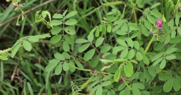 Tephrosia Purpurea Plant Nature Зеленые Листья — стоковое видео