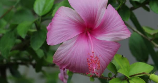 Ανθισμένο Λουλούδι Ιβίσκου Στον Κήπο — Αρχείο Βίντεο