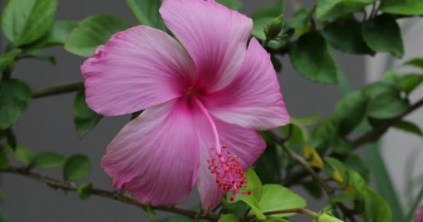 Ανθισμένο Λουλούδι Ιβίσκου Στον Κήπο — Αρχείο Βίντεο
