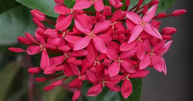 Bahçede açan pembe ixora ya da Batı Hint yasemin çiçekleri.
