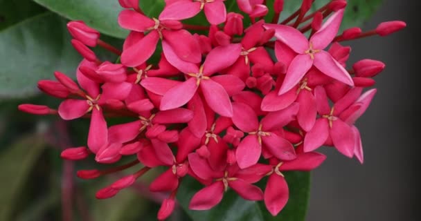 Rózsaszín Ixora Vagy Nyugat Indiai Jázminvirág Virágzik Kertben — Stock videók