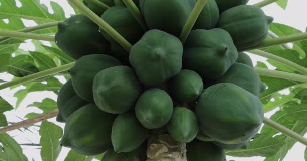 Papaya 정원에서 파파야의 — 비디오