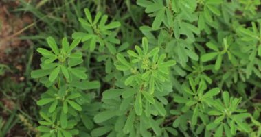 Crotalaria retusa bitkisi doğada. Seçici odak.