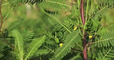 Doğada bitki yetiştirmek. Doğa arkaplanı.