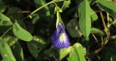 Asya güvercin kanatları. Aparajita. Bluebellvine. Mavi bezelye. Kelebek bezelyesi. Cordofan bezelyesi. Darwin bezelyesi.