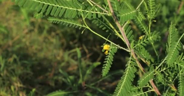 Doğada Bitki Yetiştirmek Doğa Arkaplanı — Stok video