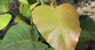Ficus religiosa. Kutsal incir. Bodhi ağacı. Sivilce ağacı. Peepul ağacı. Dikiz ağacı. 