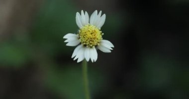 Tridax procumbens. Tridax papatyası. Kaplama düğmeleri. 