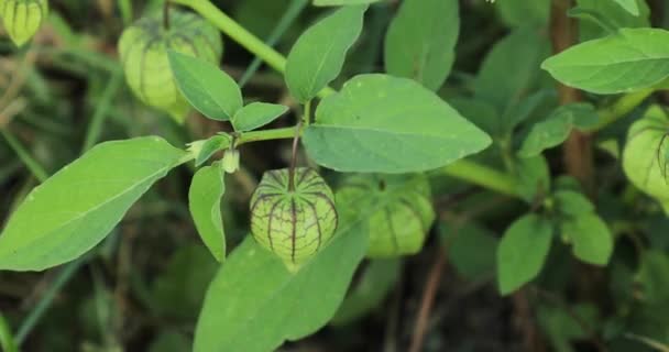 Bitkinin Üzerine Yerkirazının Küçük Yeşil Meyvesi — Stok video