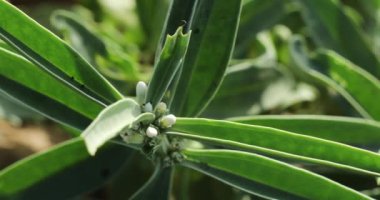 Enicostemma minicik. Mamejava. Bitkisel bitki. 