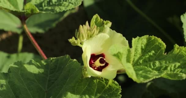 Квітка Окра Листя Жовта Квітка Квітковий Фон Пальці Леді — стокове відео